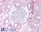 Goat Anti-PAX8 (N Terminus) Antibody